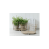 Oval/Arch Wire Baskets (Set of 2) - Image 2